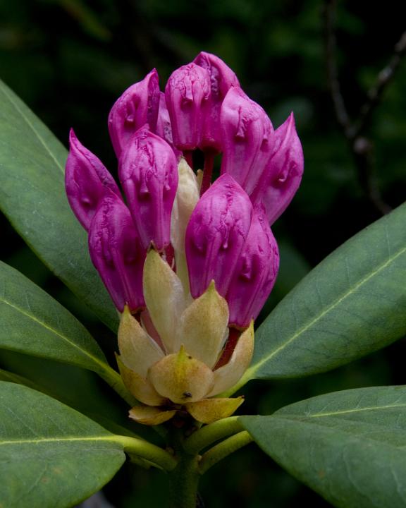 Rhodoendron macrophyllum.jpg